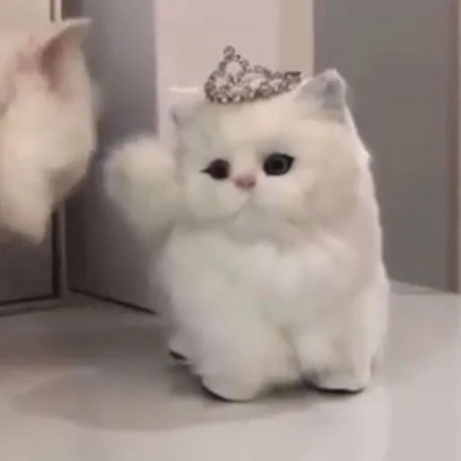 Стикер 🐈 из набора ⋆ 🐈♡゙.