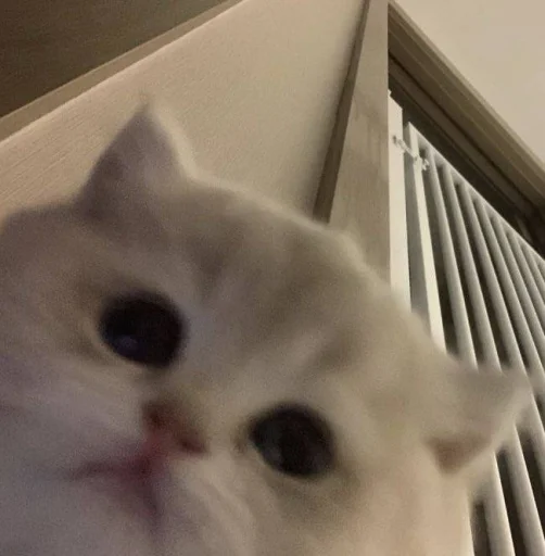 Стикер 🐈 из набора ⋆ 🐈♡゙.