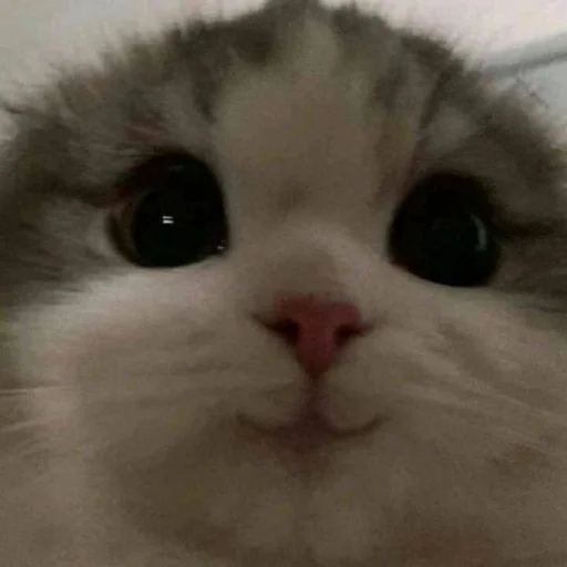 Стикер 🐈 из набора ⋆ 🐈♡゙.