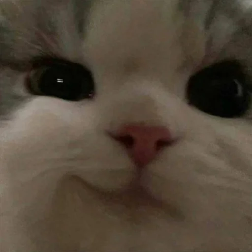 Стикер 🐈 из набора ⋆ 🐈♡゙.