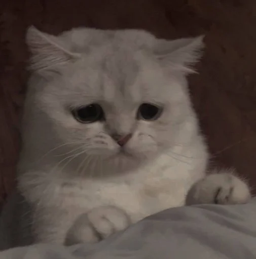 Стикер 🐈 из набора ⋆ 🐈♡゙.