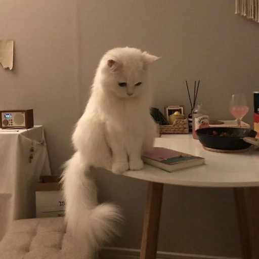 Стикер 🐈 из набора ⋆ 🐈♡゙.