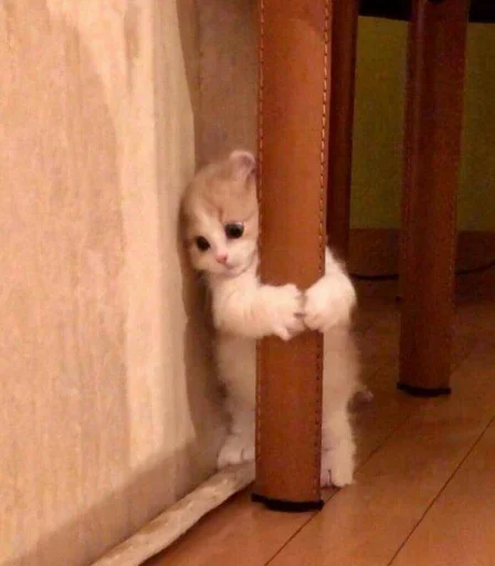 Стикер 🐈 из набора ⋆ 🐈♡゙.