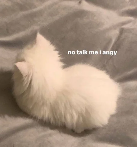 Стикер 🐈 из набора ⋆ 🐈♡゙.