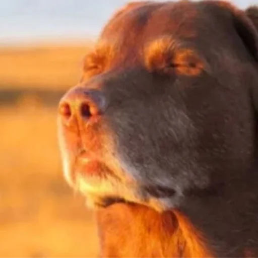 Стикер 🐶 из набора 
