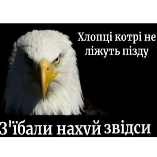 Стикер 🦭 из набора я ебала эту жизнь