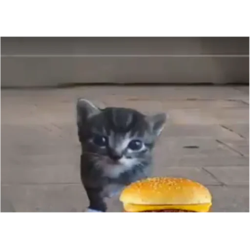 Стикер 🍔 из набора я ебала эту жизнь