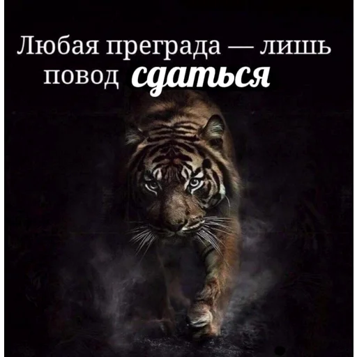 Стикер 💪 из набора я ебала эту жизнь