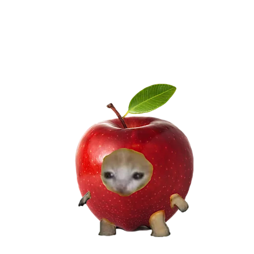 котики овощи коты фрукты