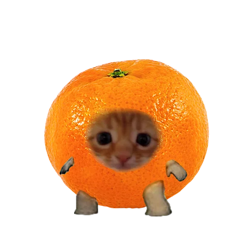 котики овощи коты фрукты