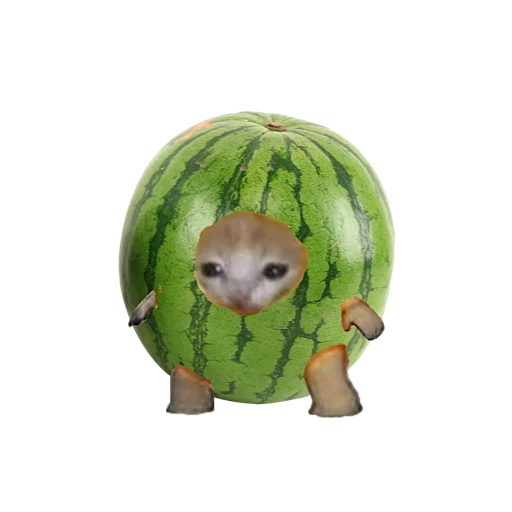 Стикер 🍈 из набора котики овощи коты фрукты