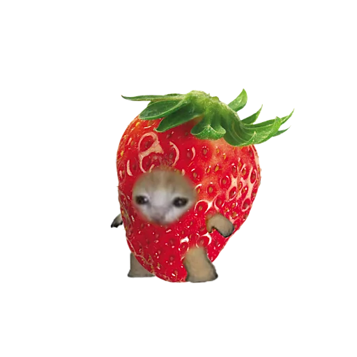 Стикер 🍓 из набора котики овощи коты фрукты