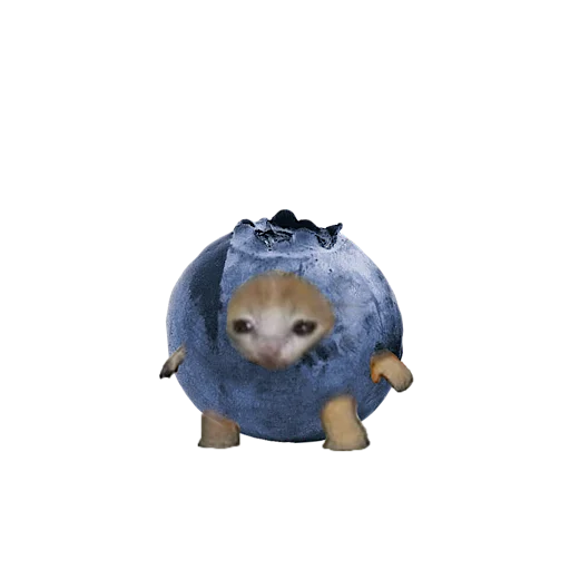 Стикер 🥝 из набора котики овощи коты фрукты