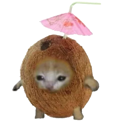 Стикер 🥥 из набора котики овощи коты фрукты