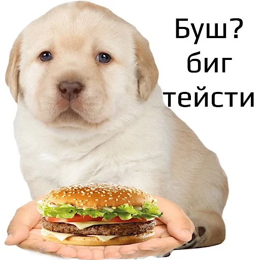 Стикер 🍔 из набора котики овощи коты фрукты
