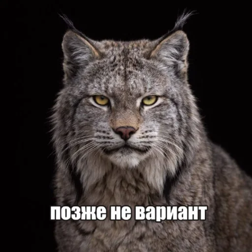 Седня не