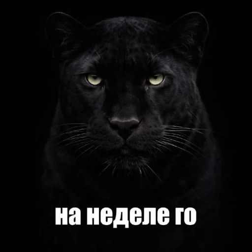 Стикер 🤩 из набора Седня не