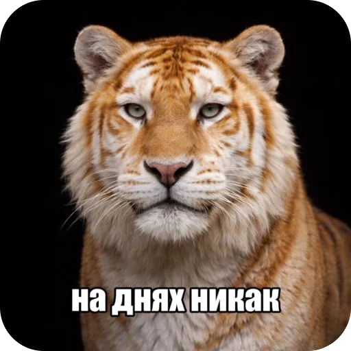 Стикер 🫥 из набора Седня не