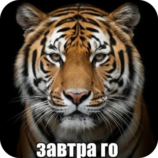 Стикер 🫥 из набора Седня не