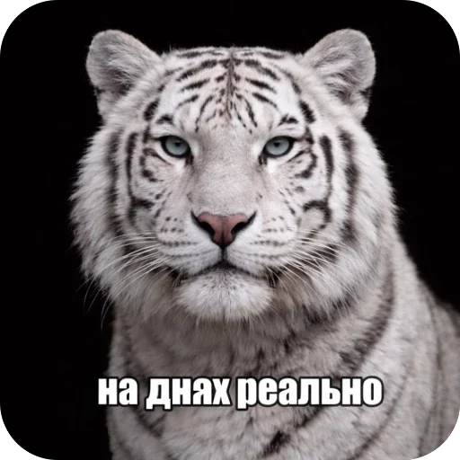 Стикер 🫥 из набора Седня не