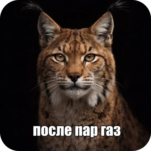 Стикер 🫥 из набора Седня не
