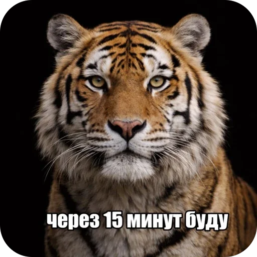 Стикер 🫥 из набора Седня не