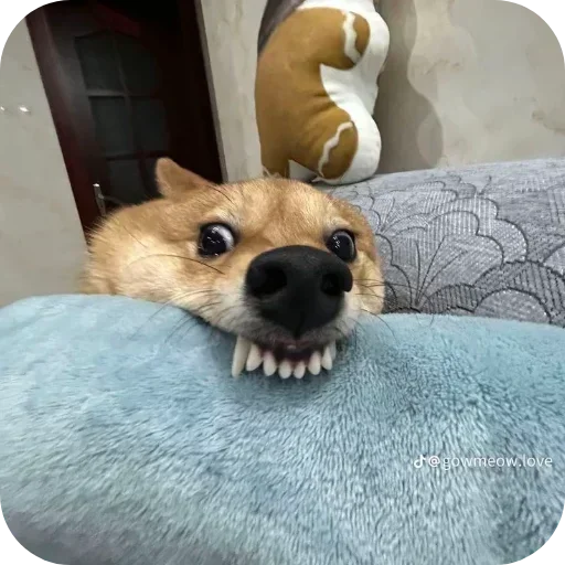 Стикер 🐶 из набора Больше стиков тут: