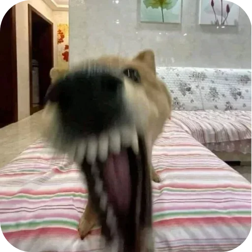 Стикер 🐶 из набора Больше стиков тут: