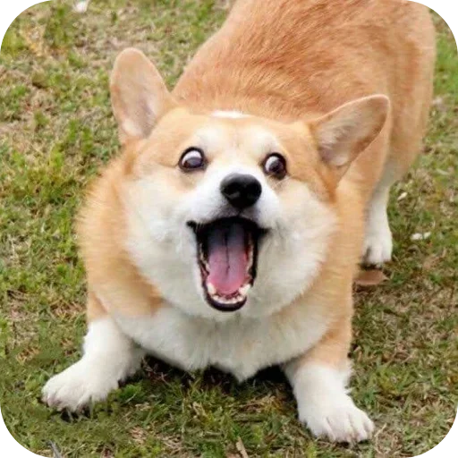 Стикер 🐶 из набора Больше стиков тут: