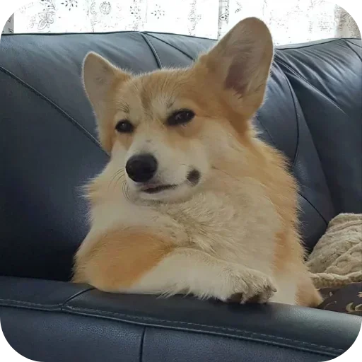 Стикер 🐶 из набора Больше стиков тут: