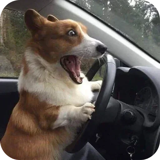 Стикер 🐶 из набора Больше стиков тут:
