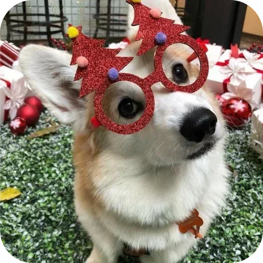 Стикер 🐶 из набора Больше стиков тут: