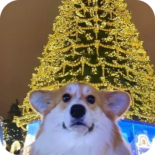 Стикер 🐶 из набора Больше стиков тут: