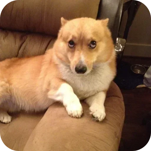 Стикер 🐶 из набора Больше стиков тут: