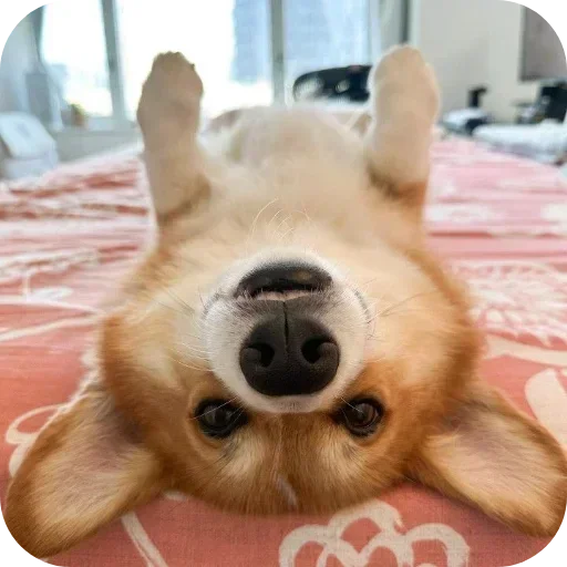 Стикер 🐶 из набора Больше стиков тут: