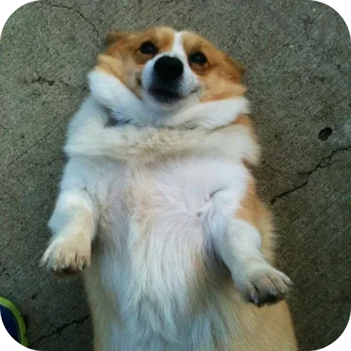 Стикер 🐶 из набора Больше стиков тут: