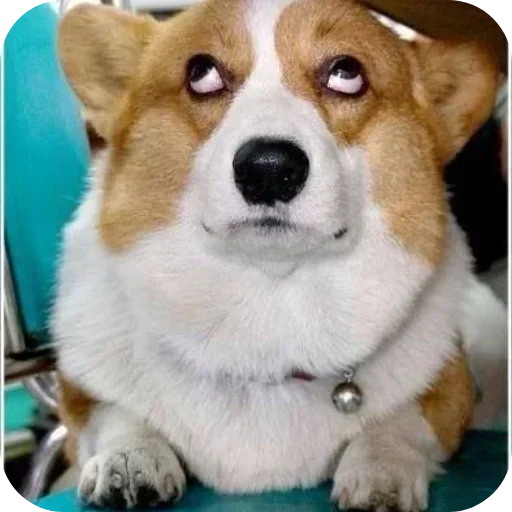 Стикер 🐶 из набора Больше стиков тут: