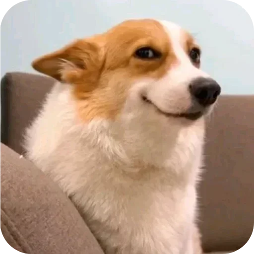 Стикер 🐶 из набора Больше стиков тут: