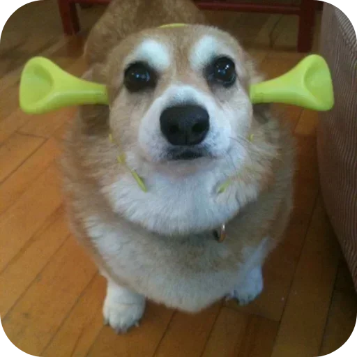 Стикер 🐶 из набора Больше стиков тут: