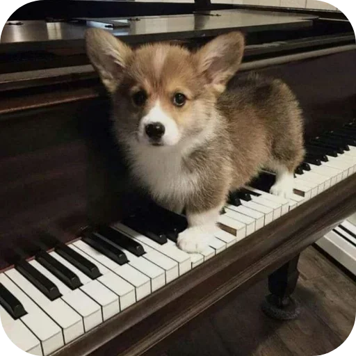 Стикер 🐶 из набора Больше стиков тут: