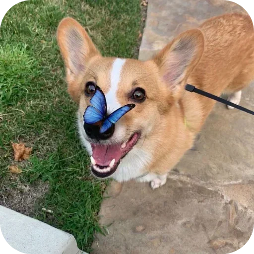 Стикер 🐶 из набора Больше стиков тут: