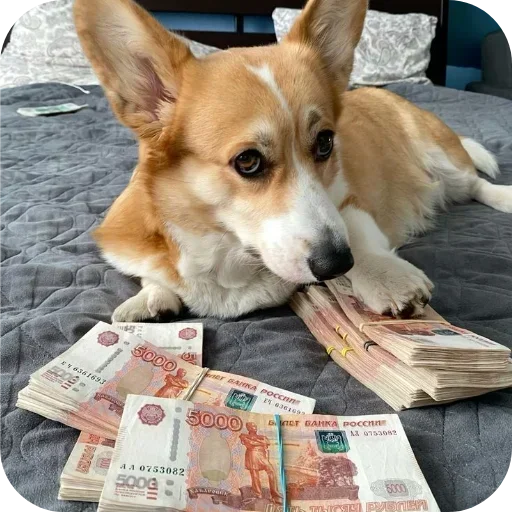 Стикер 🐶 из набора Больше стиков тут: