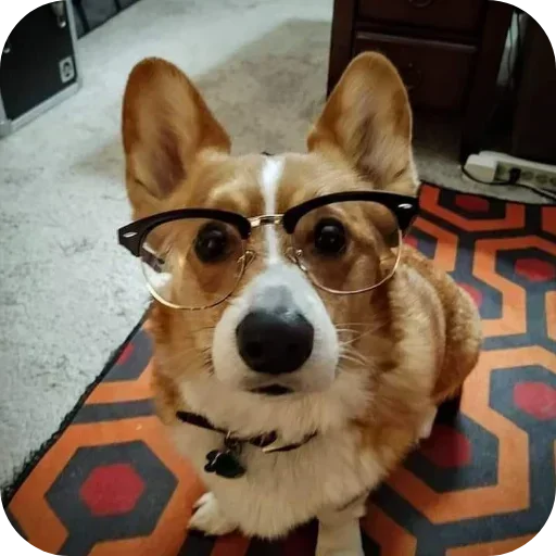 Стикер 🐶 из набора Больше стиков тут: