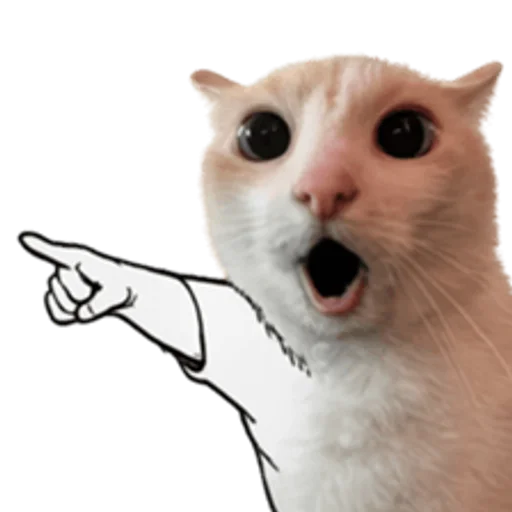 sillygoofycat