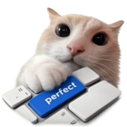 Стикер 🤩 из набора sillygoofycat