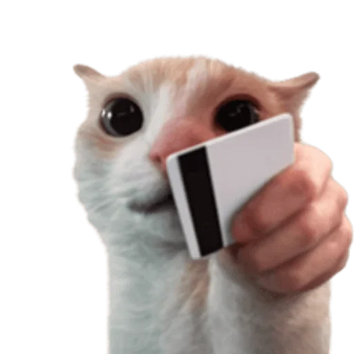 Стикер 🤩 из набора sillygoofycat