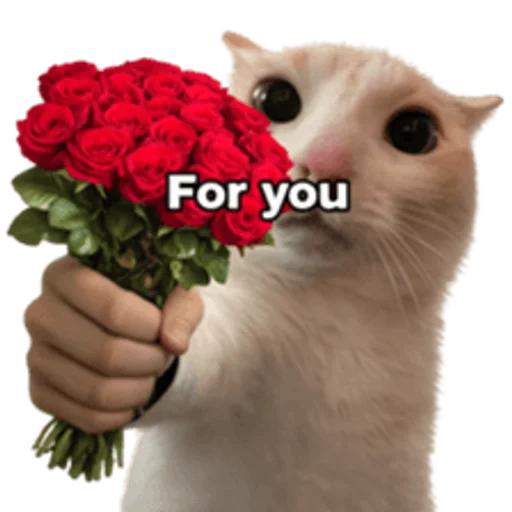 Стикер 🤩 из набора sillygoofycat