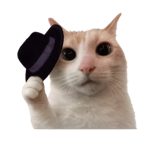 Стикер 🤩 из набора sillygoofycat