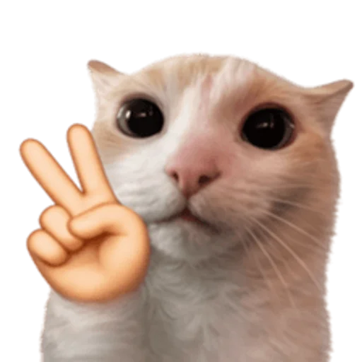 Стикер 🤩 из набора sillygoofycat