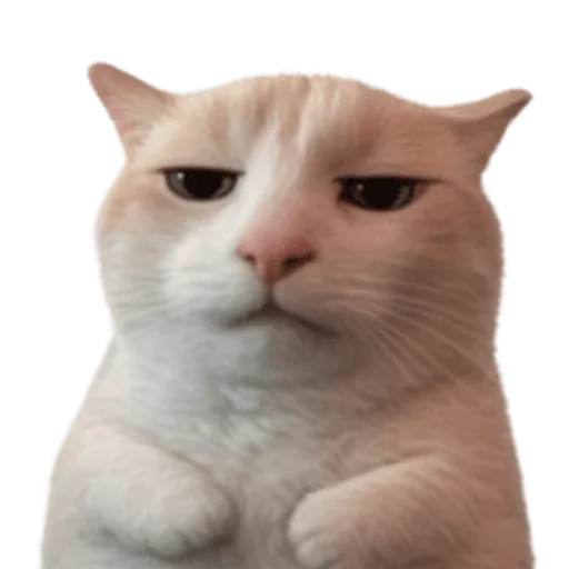 Стикер 🤩 из набора sillygoofycat